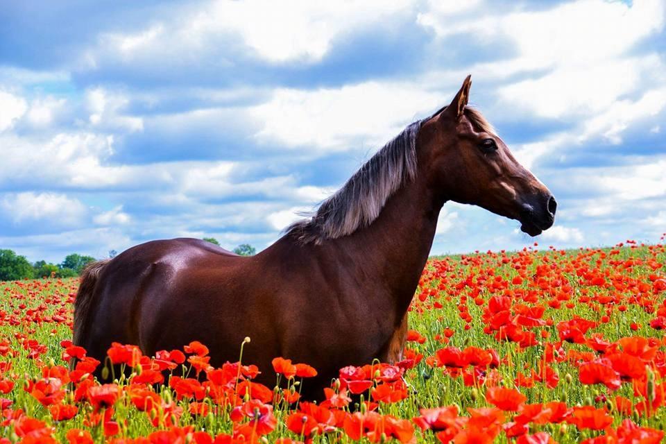 Welsh Cob (sec D) Bogensø´s Queen  billede 20