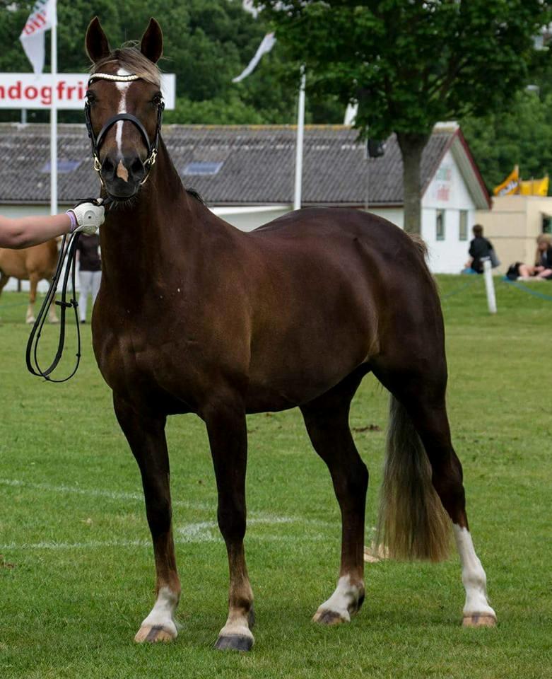 Welsh Cob (sec D) Bogensø´s Queen  billede 16