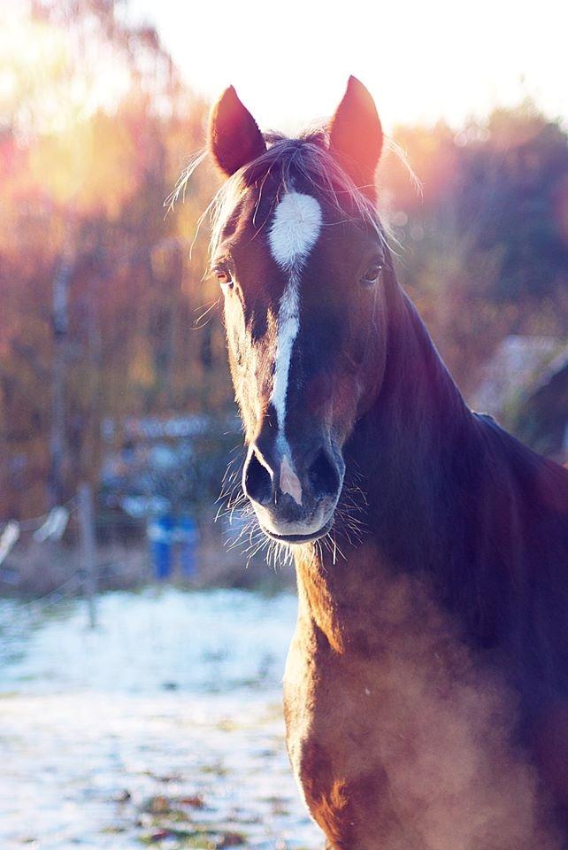 Welsh Cob (sec D) Bogensø´s Queen  billede 17