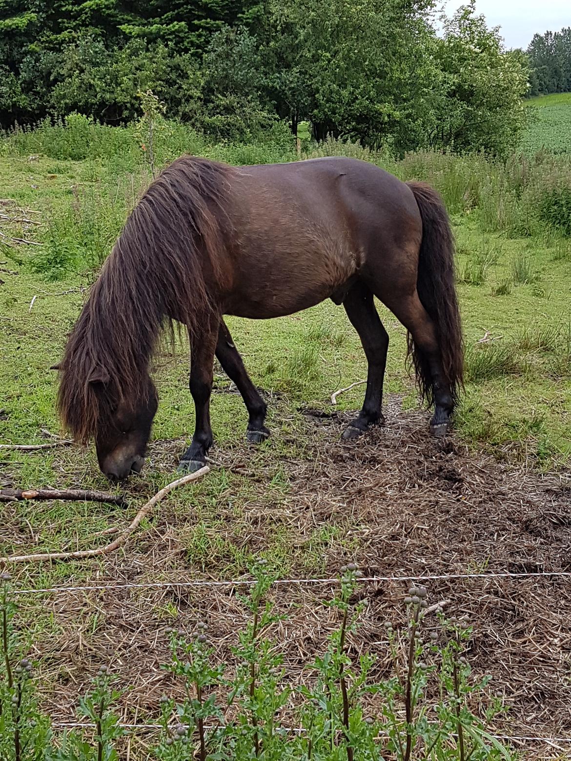 Islænder Vinur fra Dejbjerg  billede 14
