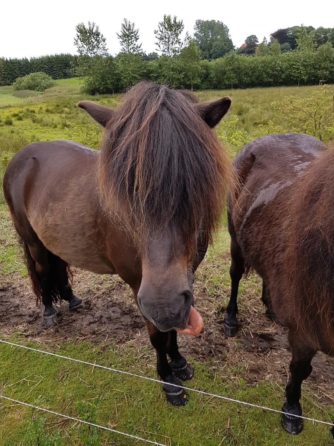 Islænder Vinur fra Dejbjerg  billede 13