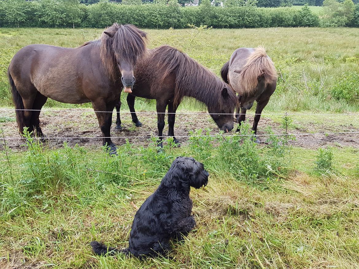 Islænder Vinur fra Dejbjerg  billede 15