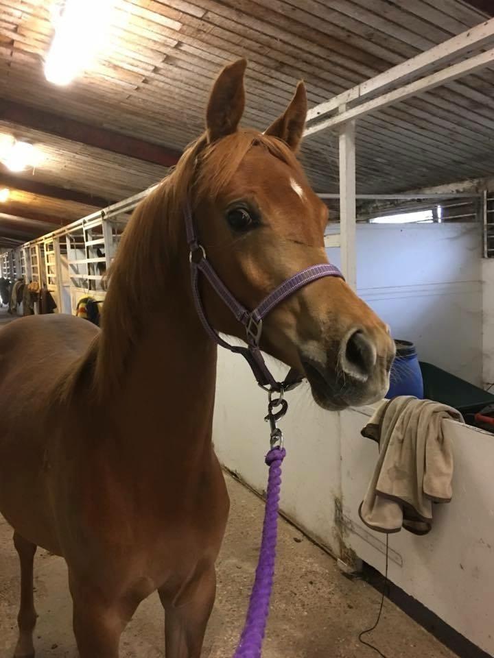 Arabisk fuldblod (OX) Narnia e ox billede 2