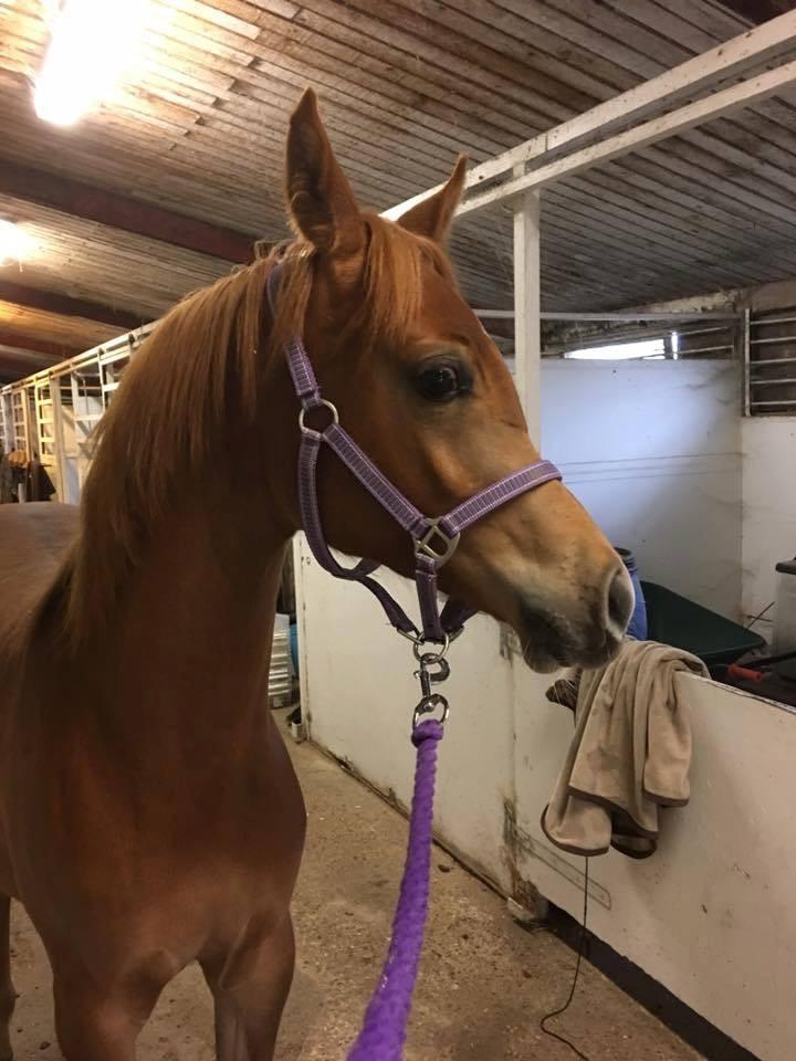 Arabisk fuldblod (OX) Narnia e ox billede 1