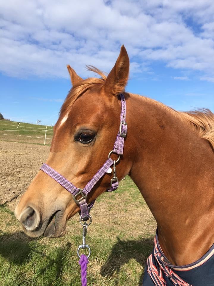 Arabisk fuldblod (OX) Narnia e ox billede 3