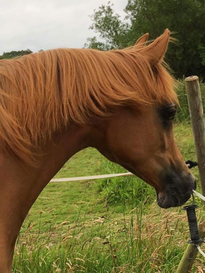 Arabisk fuldblod (OX) Narnia e ox billede 5