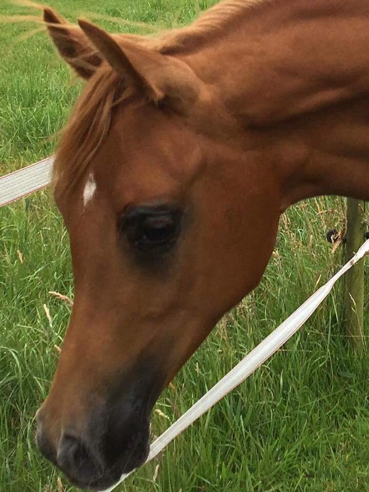 Arabisk fuldblod (OX) Narnia e ox billede 6