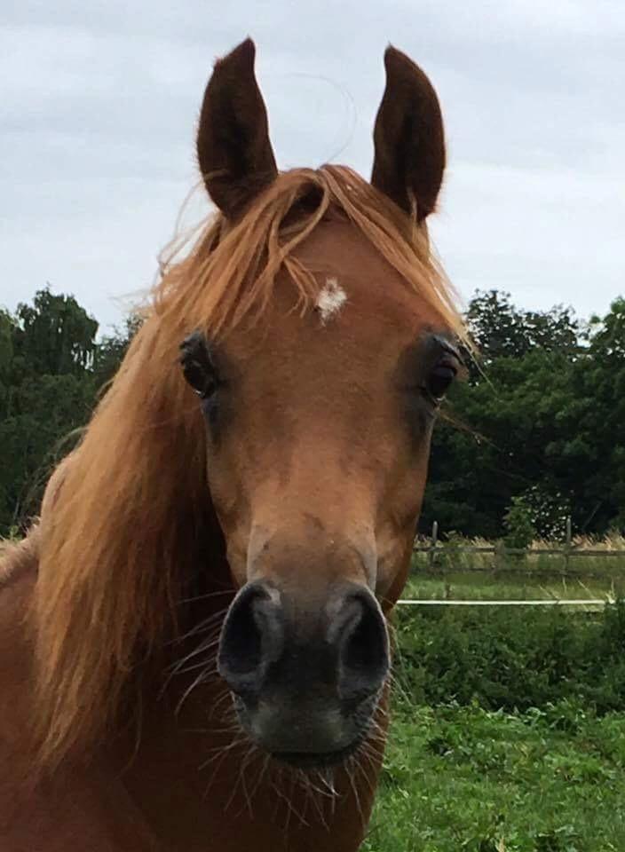 Arabisk fuldblod (OX) Narnia e ox billede 7