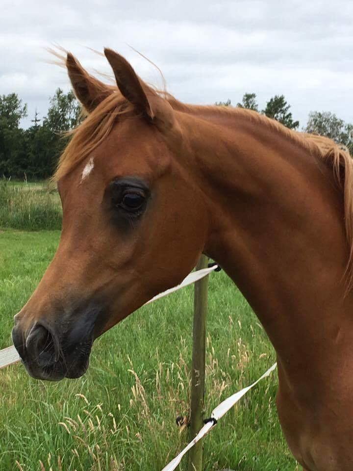 Arabisk fuldblod (OX) Narnia e ox billede 8