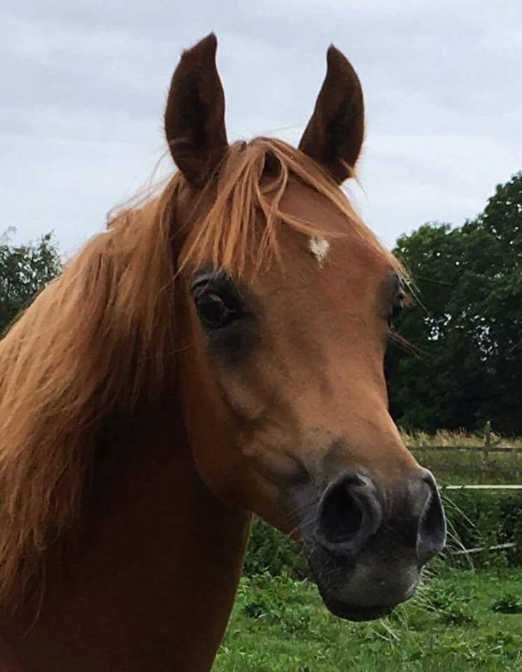 Arabisk fuldblod (OX) Narnia e ox billede 9