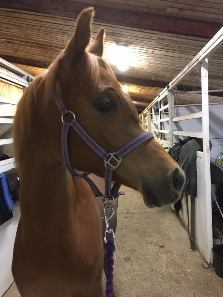 Arabisk fuldblod (OX) Narnia e ox billede 4