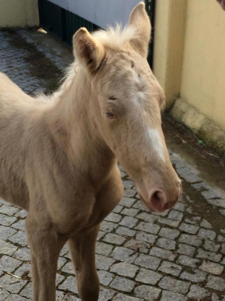 Lusitano Luzidia de lua billede 3