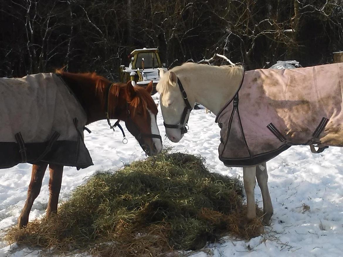 Lusitano Luzidia de lua billede 14