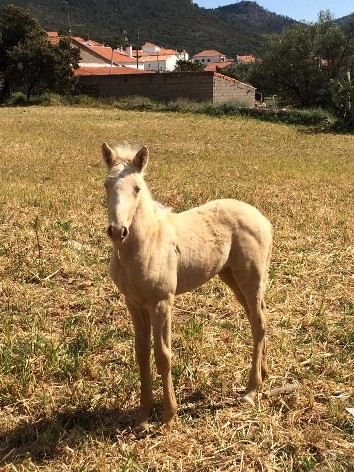 Lusitano Luzidia de lua billede 4