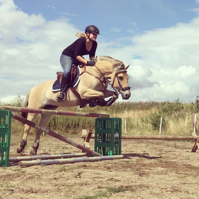 Fjordhest Monik thorsø billede 3