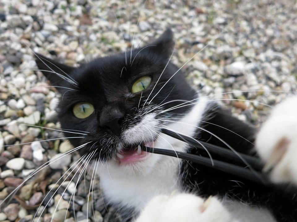 Dansk Varmblod Cheval billede 20