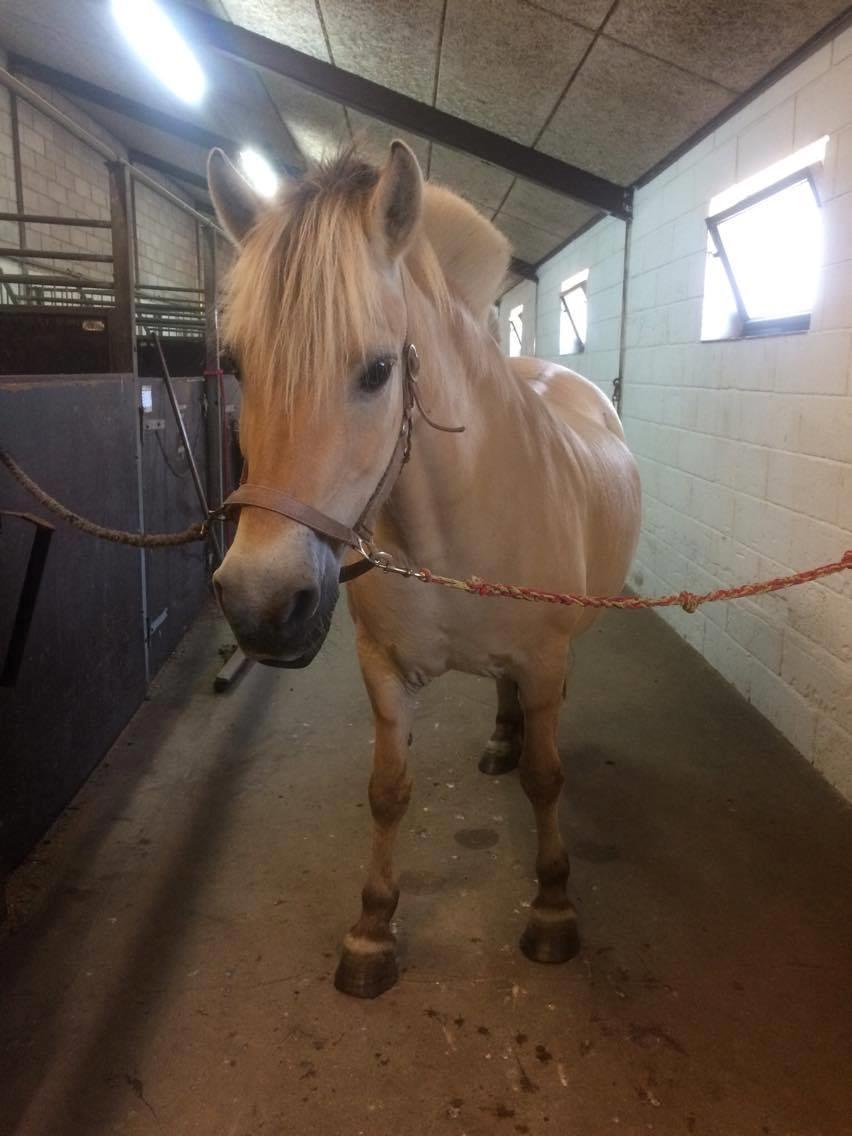 Fjordhest Diva Tidselbjerg [Tidl. passer]  - På staldgangen :) billede 3