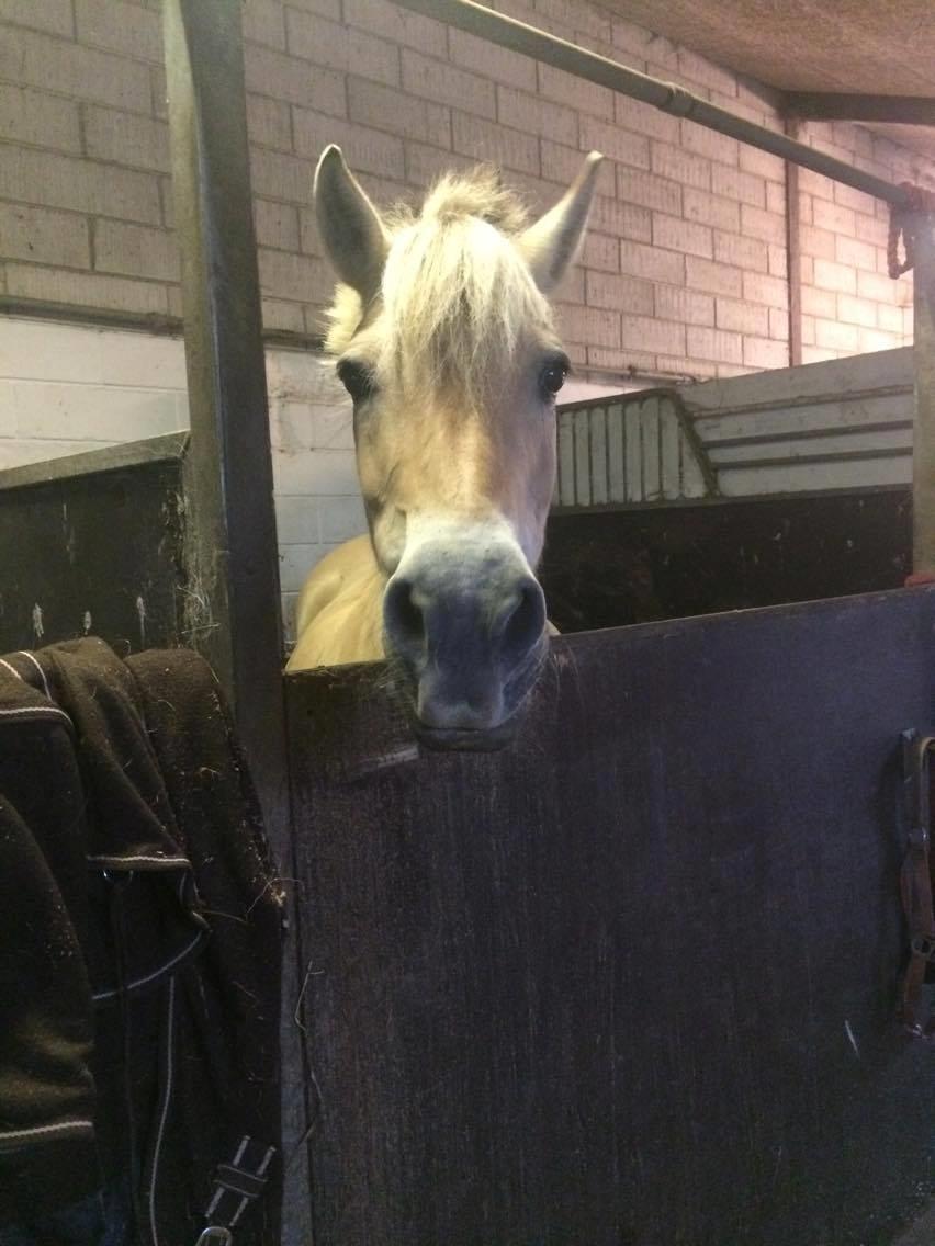 Fjordhest Diva Tidselbjerg [Tidl. passer]  - Det aller første billede jeg har af hende :) billede 2