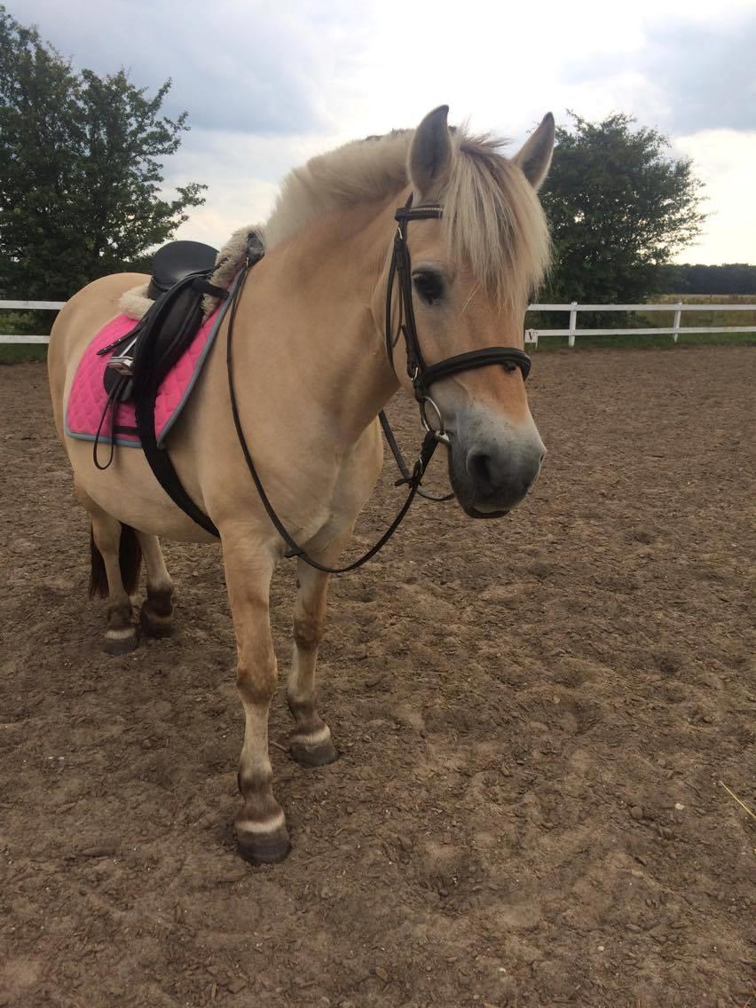 Fjordhest Diva Tidselbjerg [Tidl. passer]  - Sadlet op og klar til at ride :) billede 4