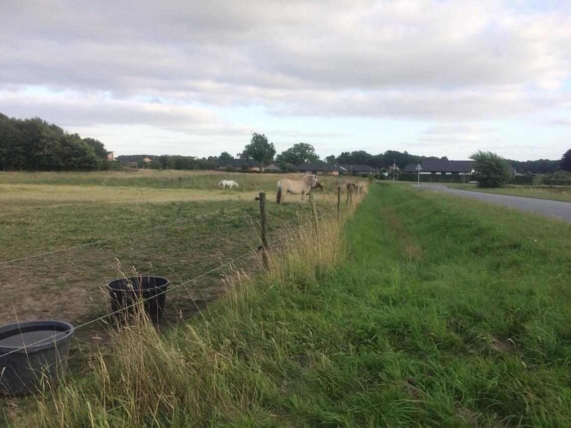 Fjordhest Diva Tidselbjerg [Tidl. passer]  - På fold :) billede 5