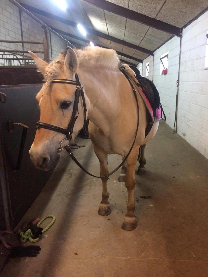 Fjordhest Diva Tidselbjerg [Tidl. passer]  - Velkommen til Divas profil! :) billede 1