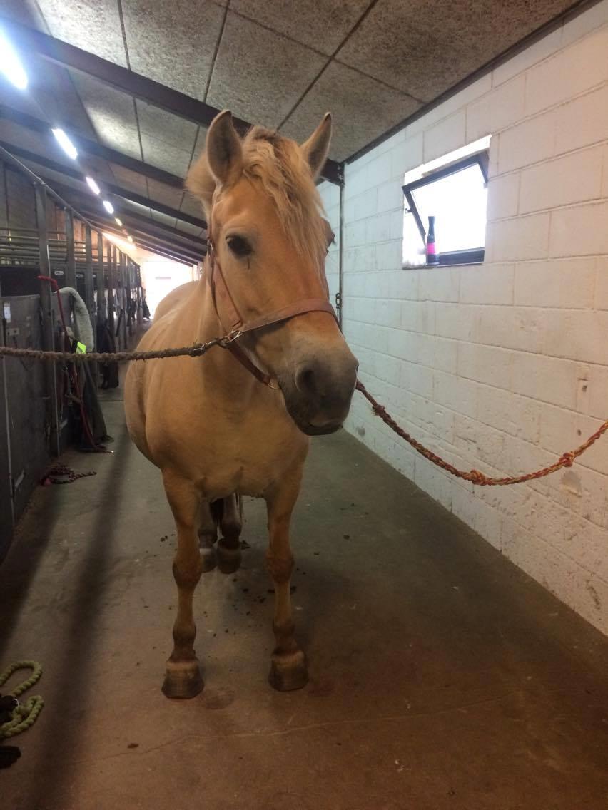 Fjordhest Diva Tidselbjerg [Tidl. passer]  - Krøller efter fletning i pandelokken :) billede 7