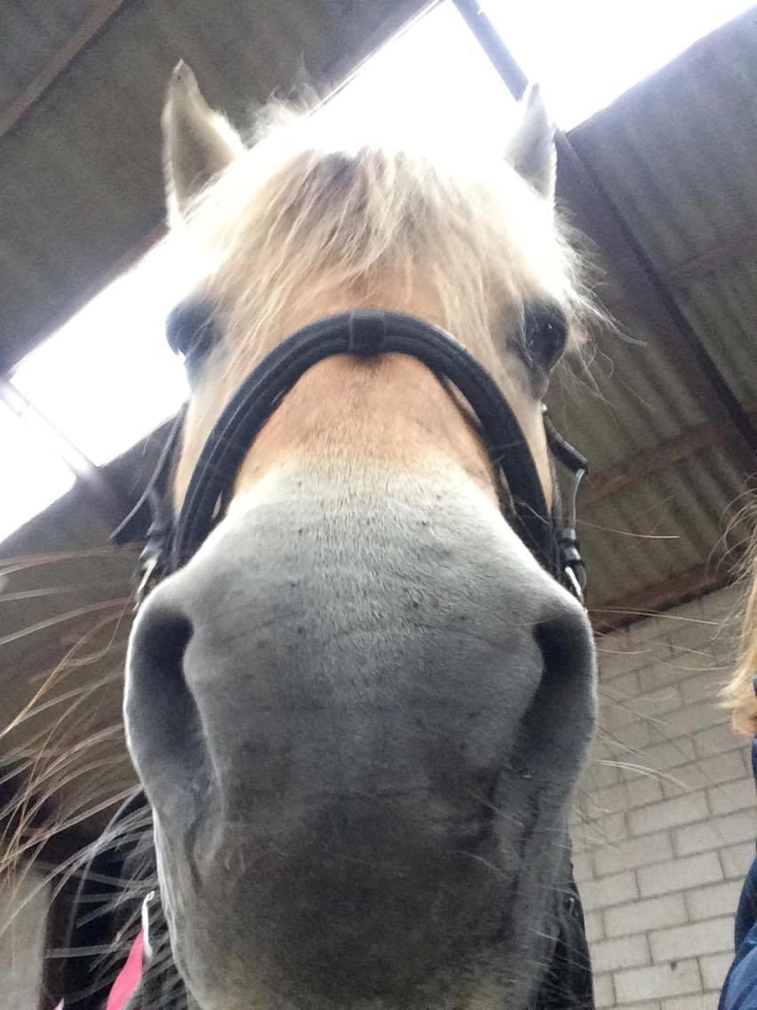 Fjordhest Diva Tidselbjerg [Tidl. passer]  - Prøvede at tage et selfie, men det gik ikke så godt :D billede 8