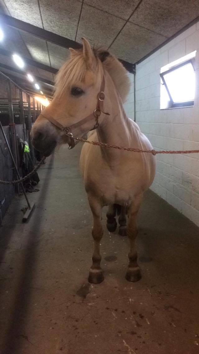 Fjordhest Diva Tidselbjerg [Tidl. passer]  - Lidt opmærksom, også :) billede 9