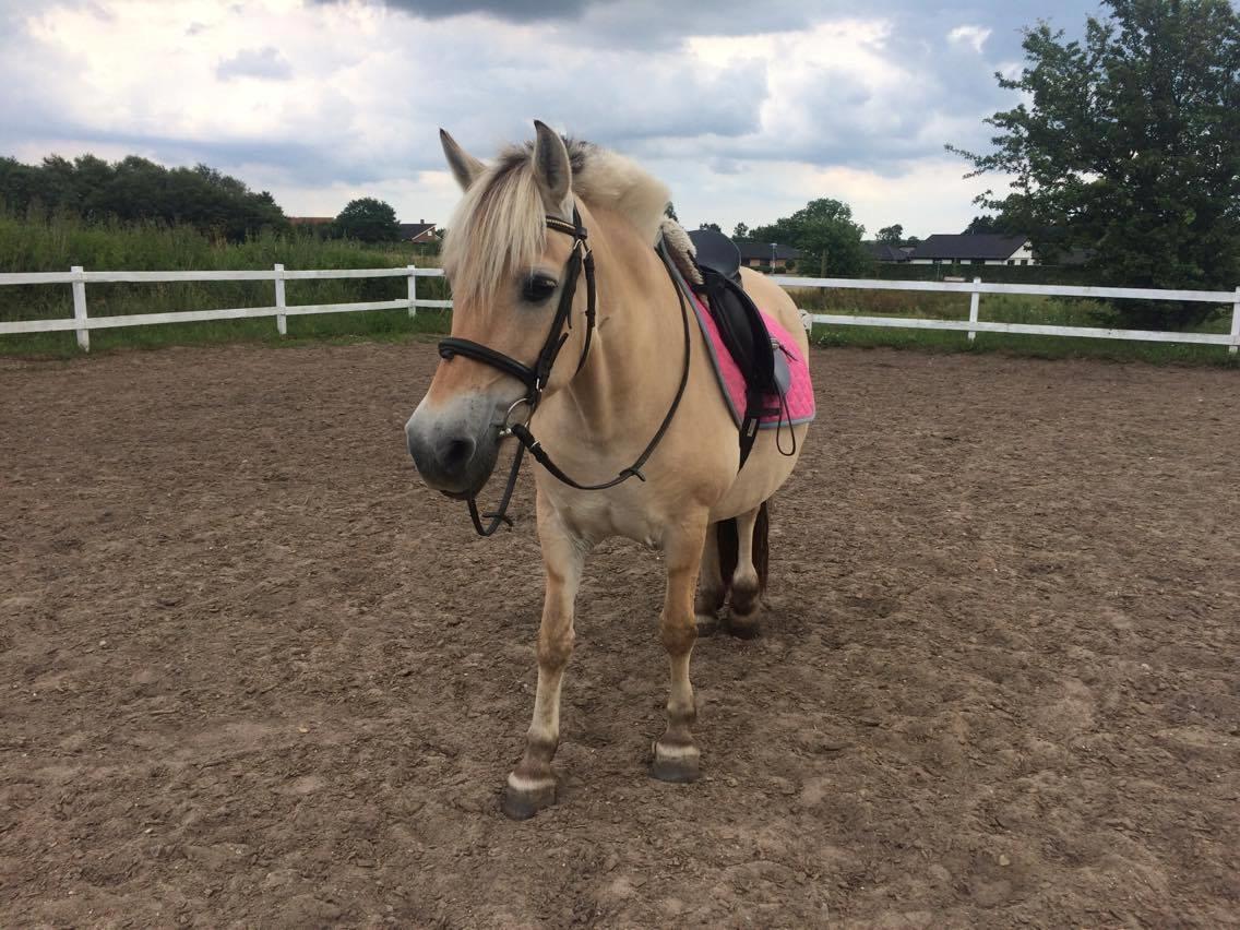 Fjordhest Diva Tidselbjerg [Tidl. passer]  - På ridebanen :) billede 10