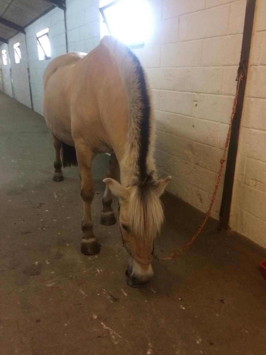 Fjordhest Diva Tidselbjerg [Tidl. passer]  - Mmm sliksten :) billede 11