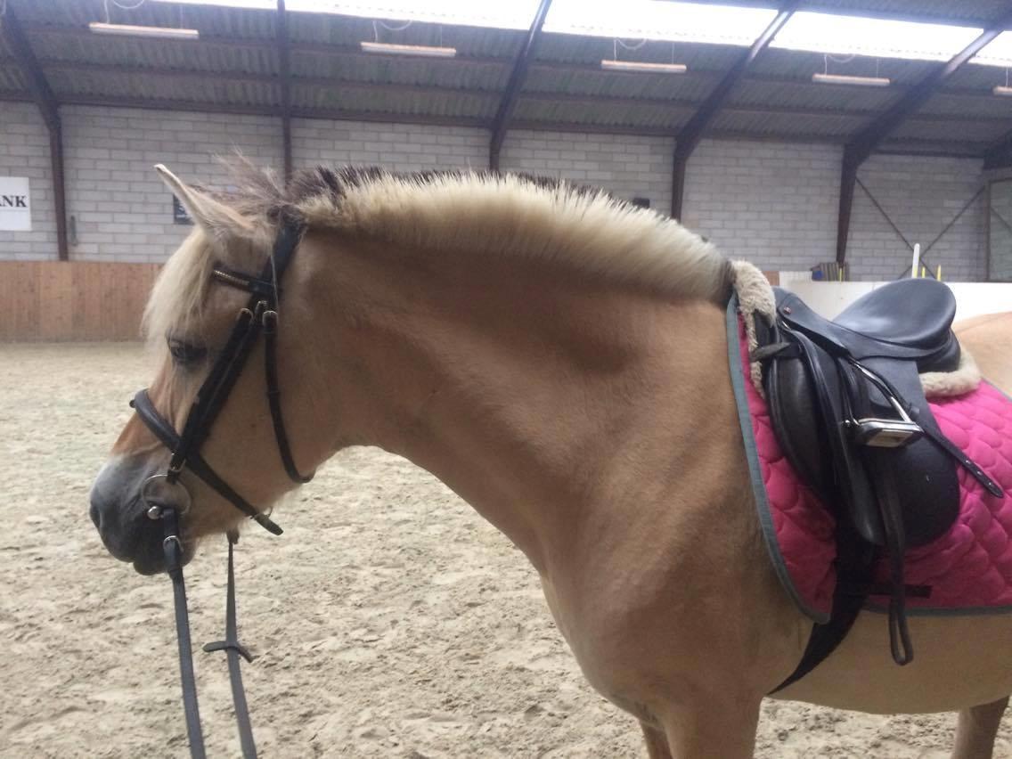 Fjordhest Diva Tidselbjerg [Tidl. passer]  - Smukke Diva! :) billede 12