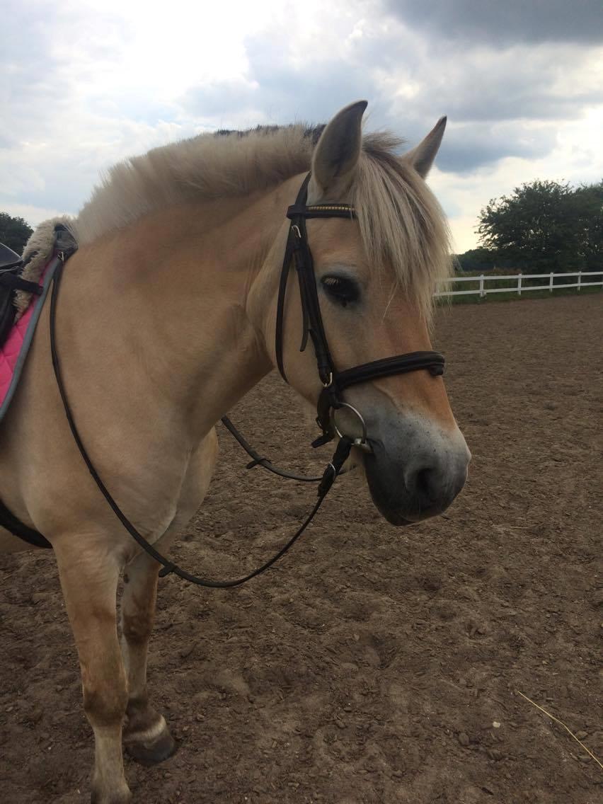 Fjordhest Diva Tidselbjerg [Tidl. passer]  - Udforsker forsk. vinkler :) billede 13