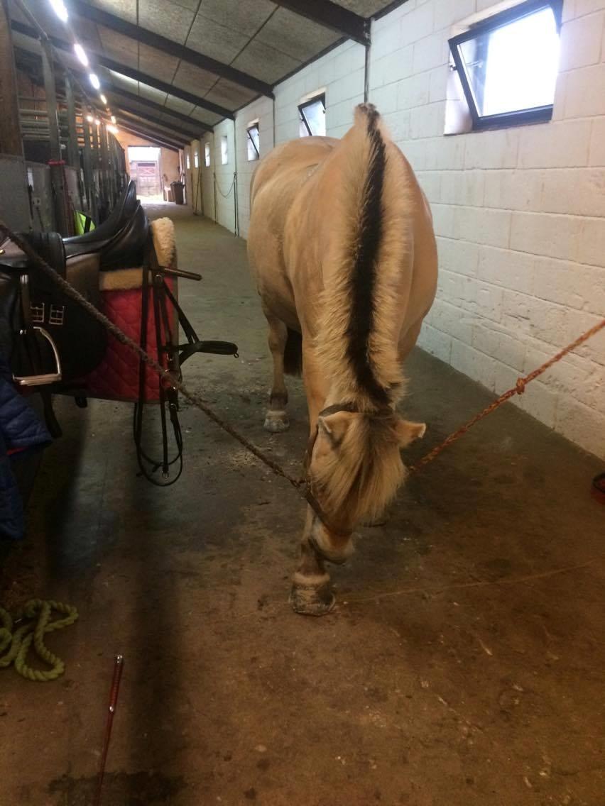 Fjordhest Diva Tidselbjerg [Tidl. passer]  - Det' klør ;) billede 15