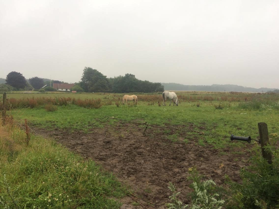 Fjordhest Diva Tidselbjerg [Tidl. passer]  - På fold :) billede 14