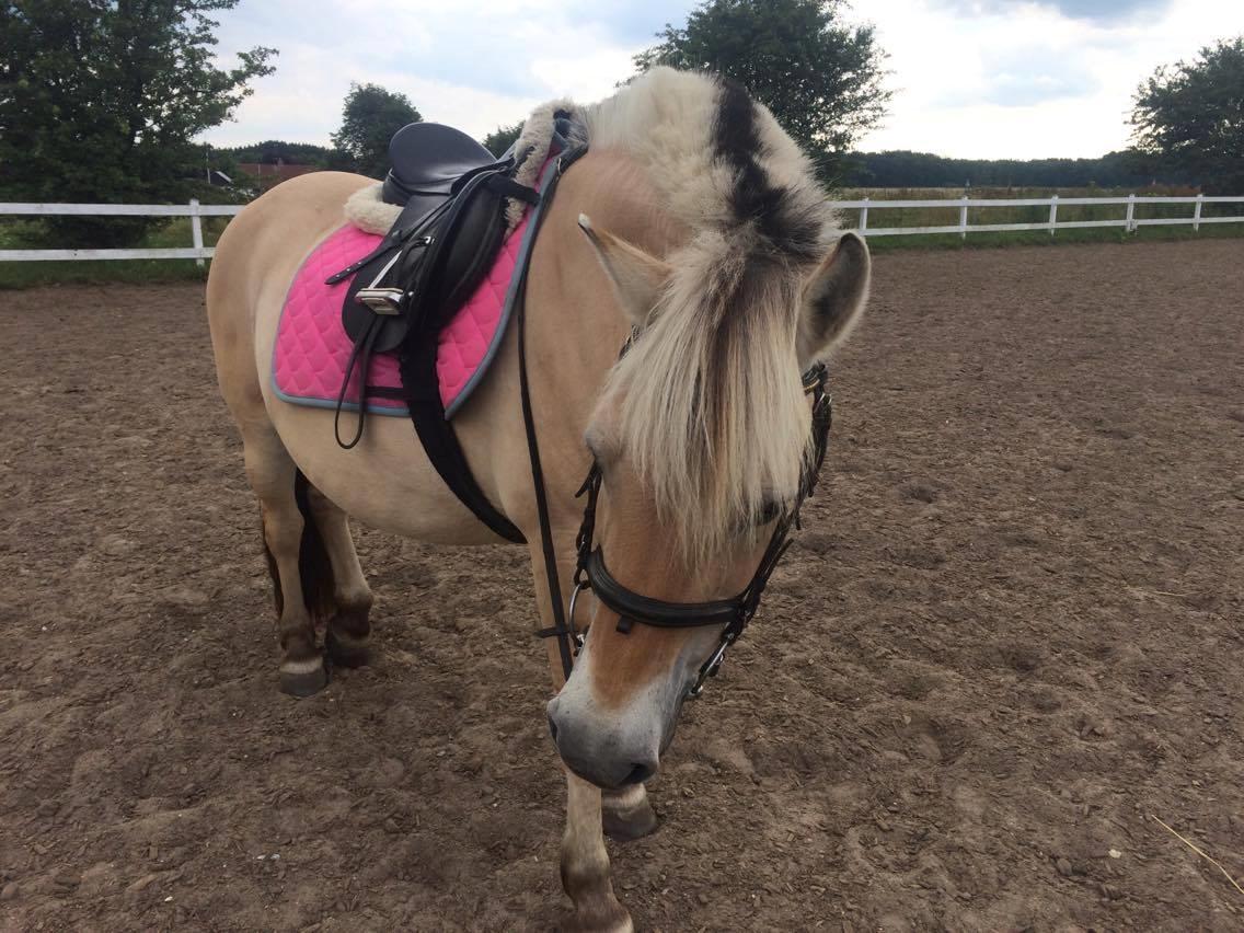 Fjordhest Diva Tidselbjerg [Tidl. passer]  - Skønneste poniii <3 billede 16