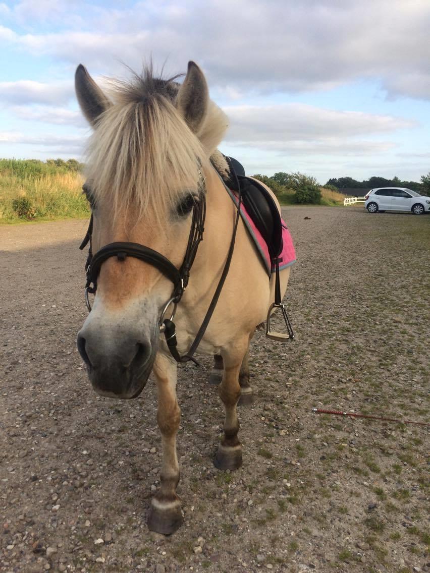 Fjordhest Diva Tidselbjerg [Tidl. passer]  - Efter vellykket ridetur :) billede 17