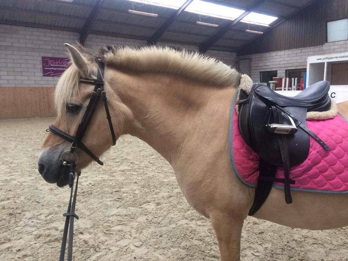 Fjordhest Diva Tidselbjerg [Tidl. passer]  - I ridehallen :) billede 18