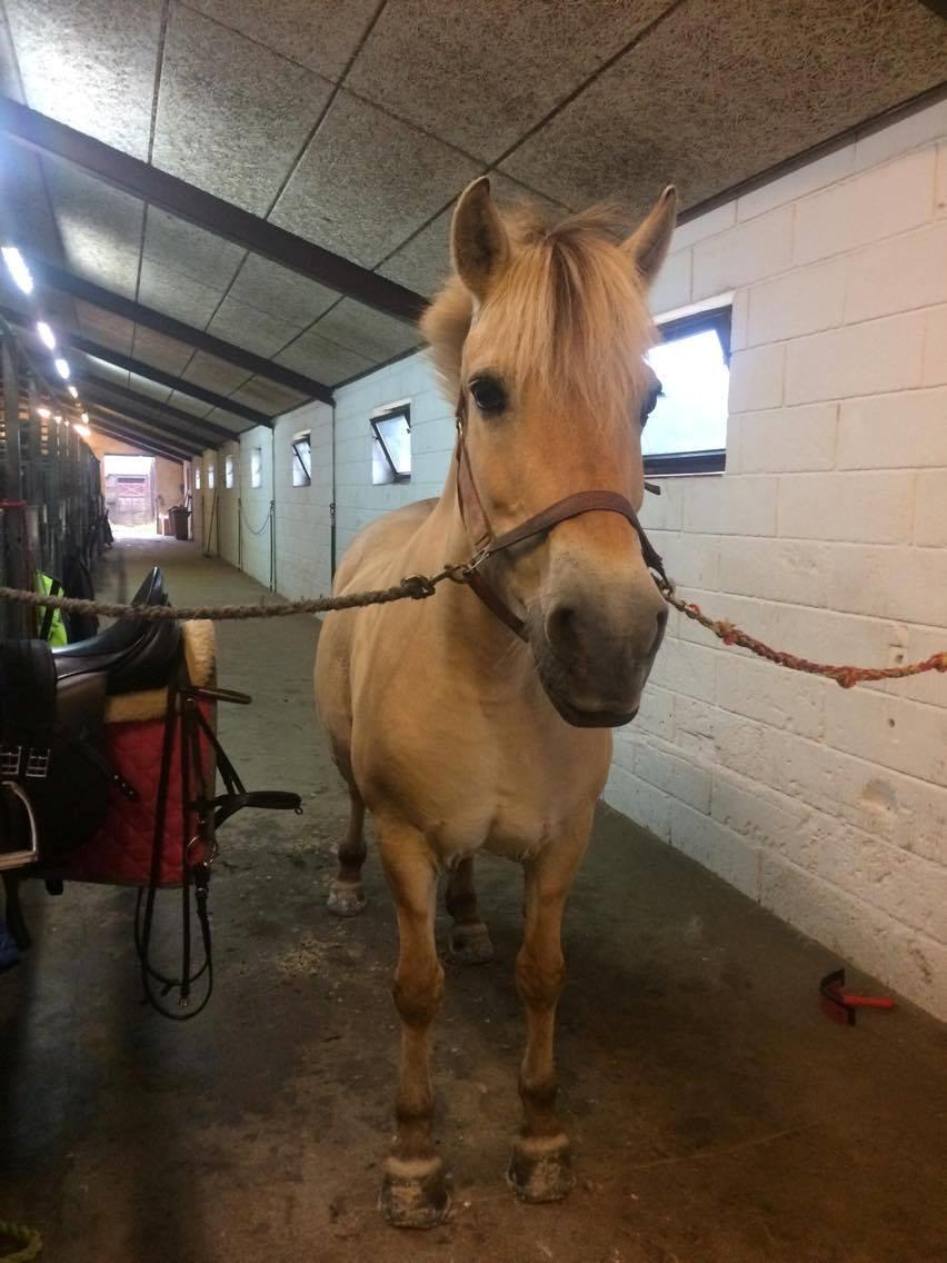 Fjordhest Diva Tidselbjerg [Tidl. passer]  - Tak for besøget :D billede 19