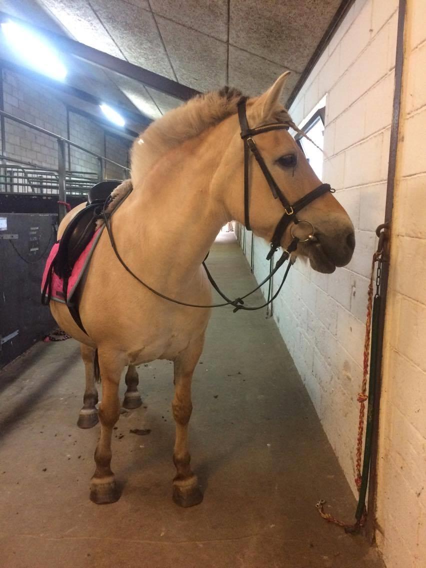 Fjordhest Diva Tidselbjerg [Tidl. passer]  - En lyd udefra ;) billede 6