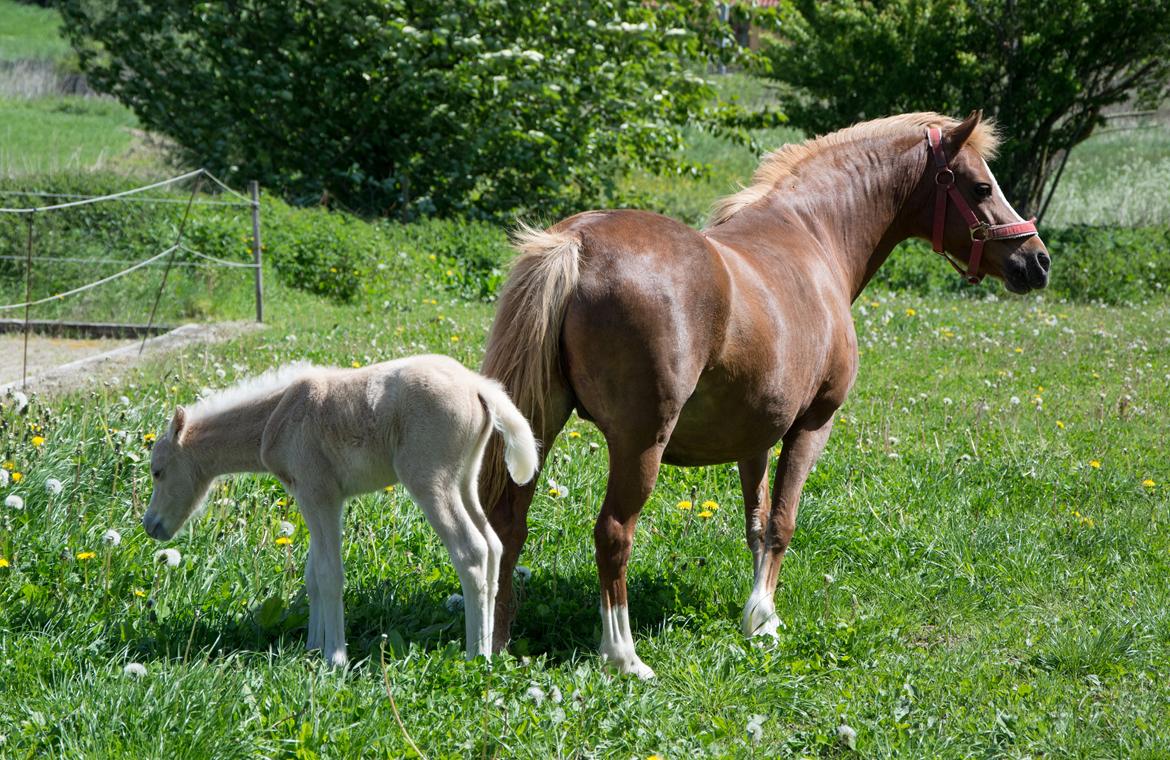 Welsh Mountain (sec A) Harvest Babeths Sunshine WM 1065 - 25 maj 2017 billede 7