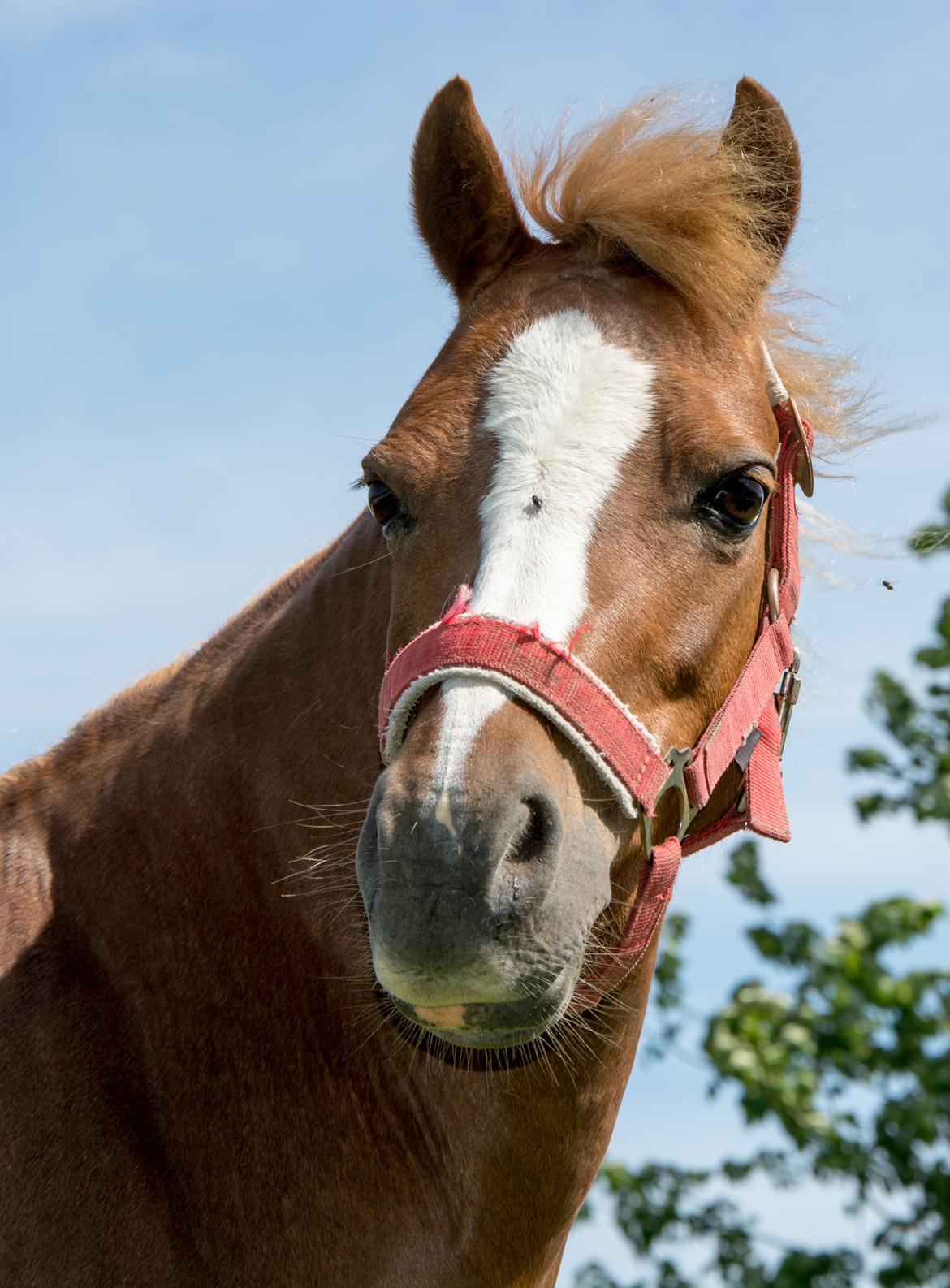 Welsh Mountain (sec A) Harvest Babeths Sunshine WM 1065 - Maj 2017 billede 5