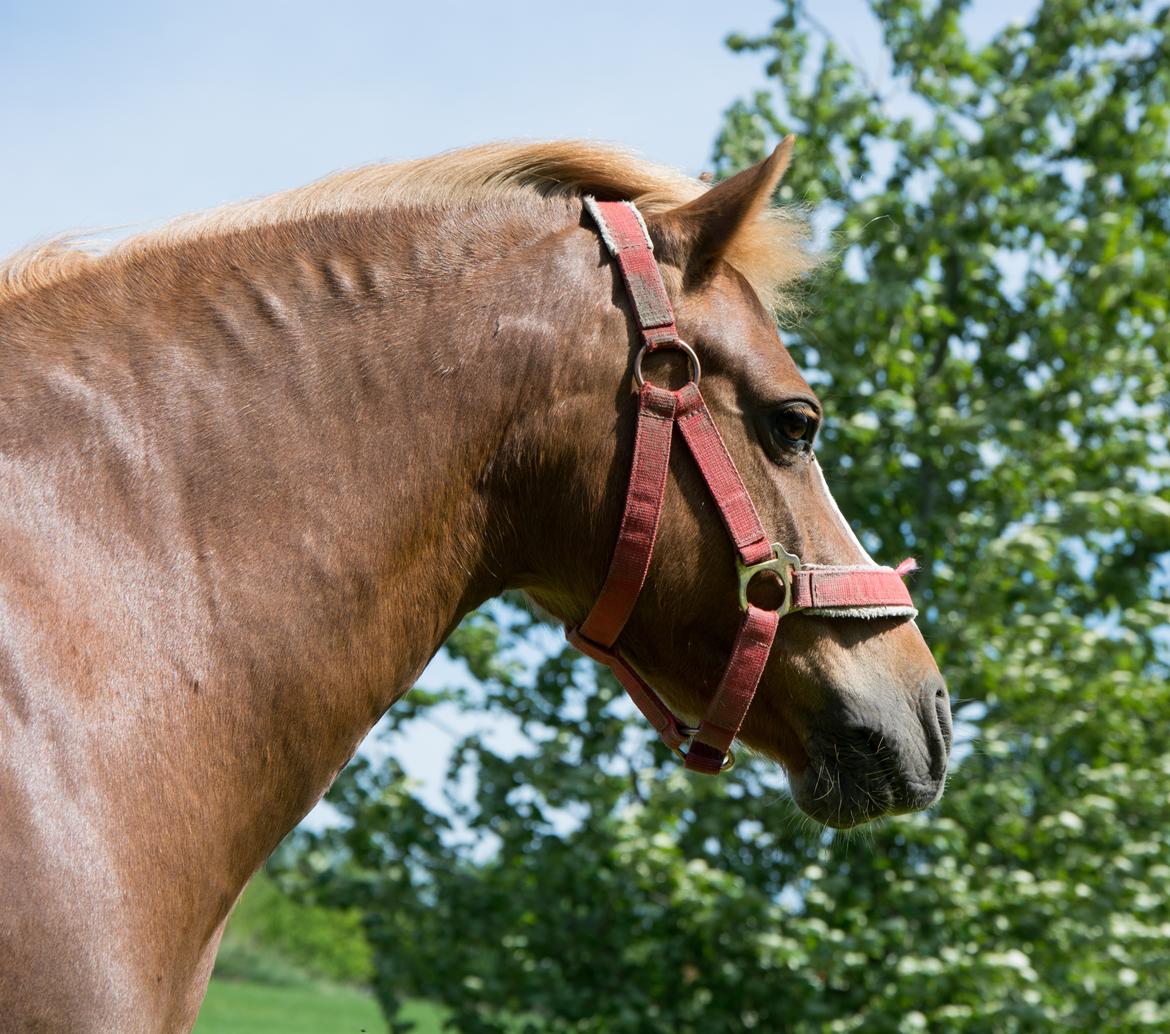 Welsh Mountain (sec A) Harvest Babeths Sunshine WM 1065 - Maj 2017 billede 17