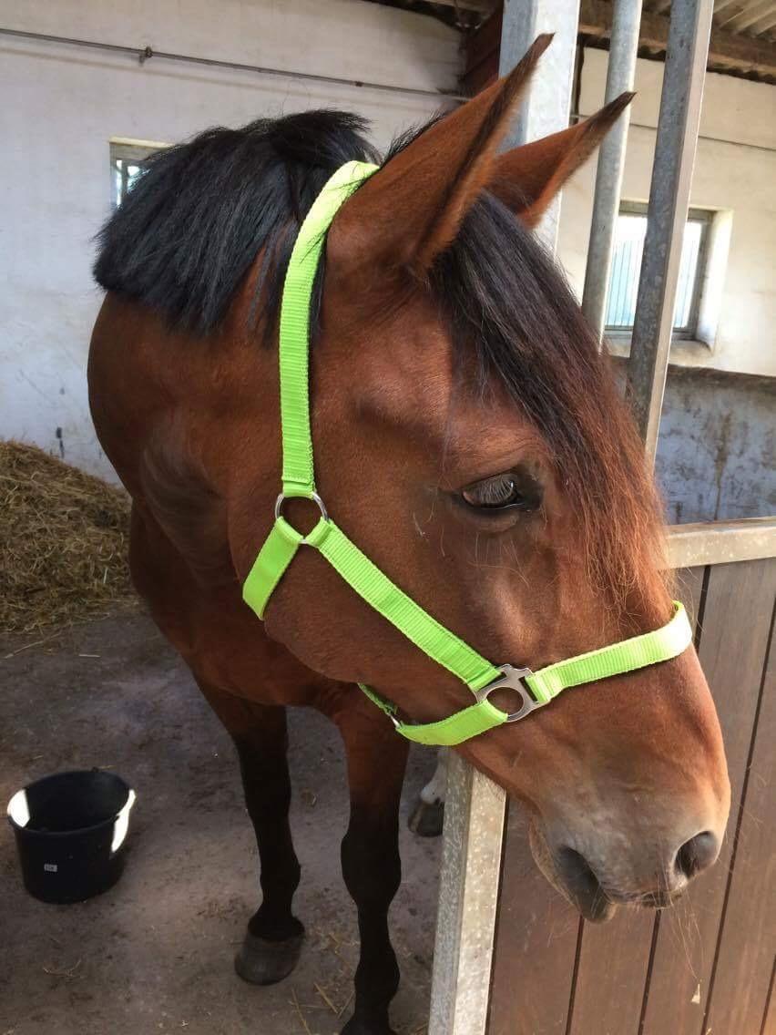 Anden særlig race Comino billede 1