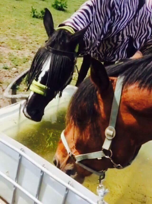 Anden særlig race Comino billede 2