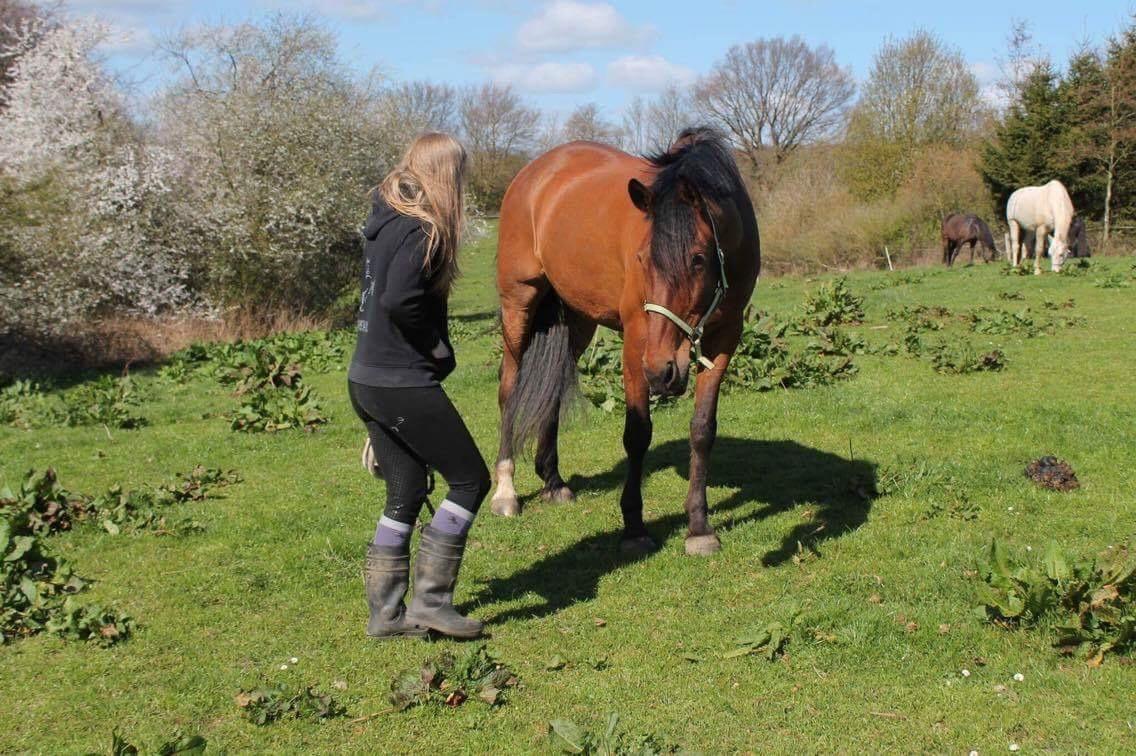 Anden særlig race Comino billede 4