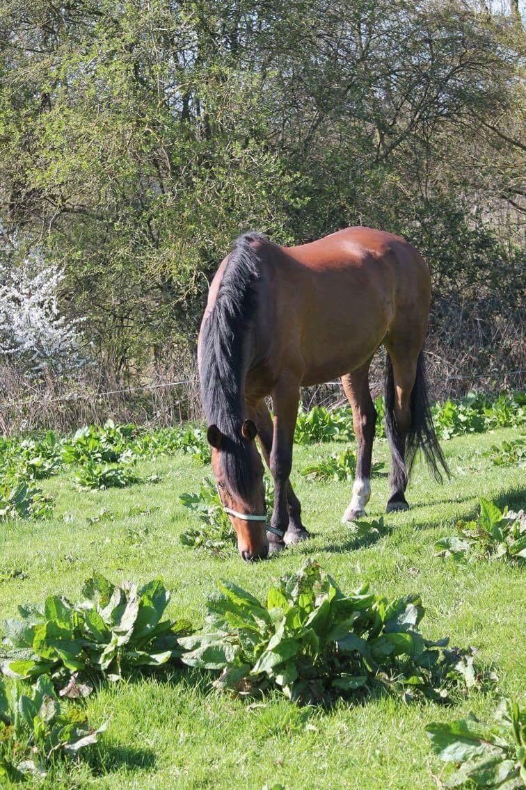 Anden særlig race Comino billede 5