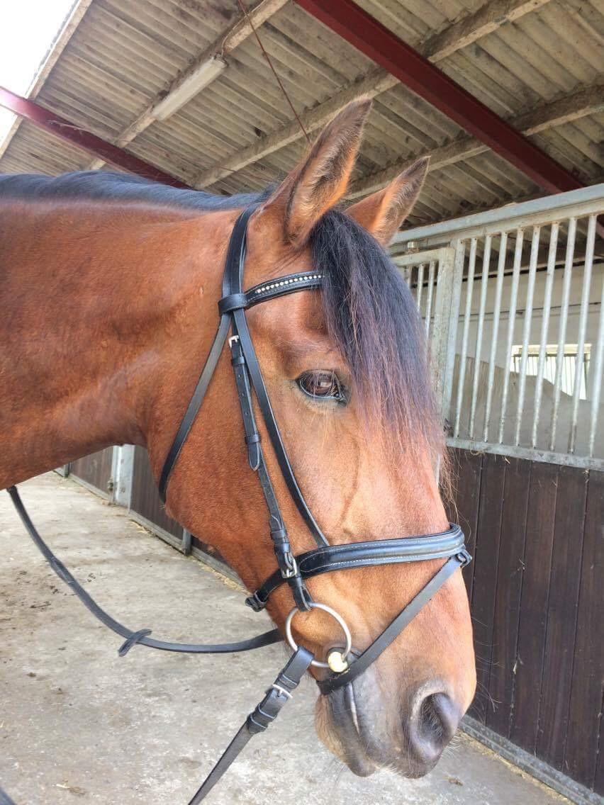 Anden særlig race Comino billede 6