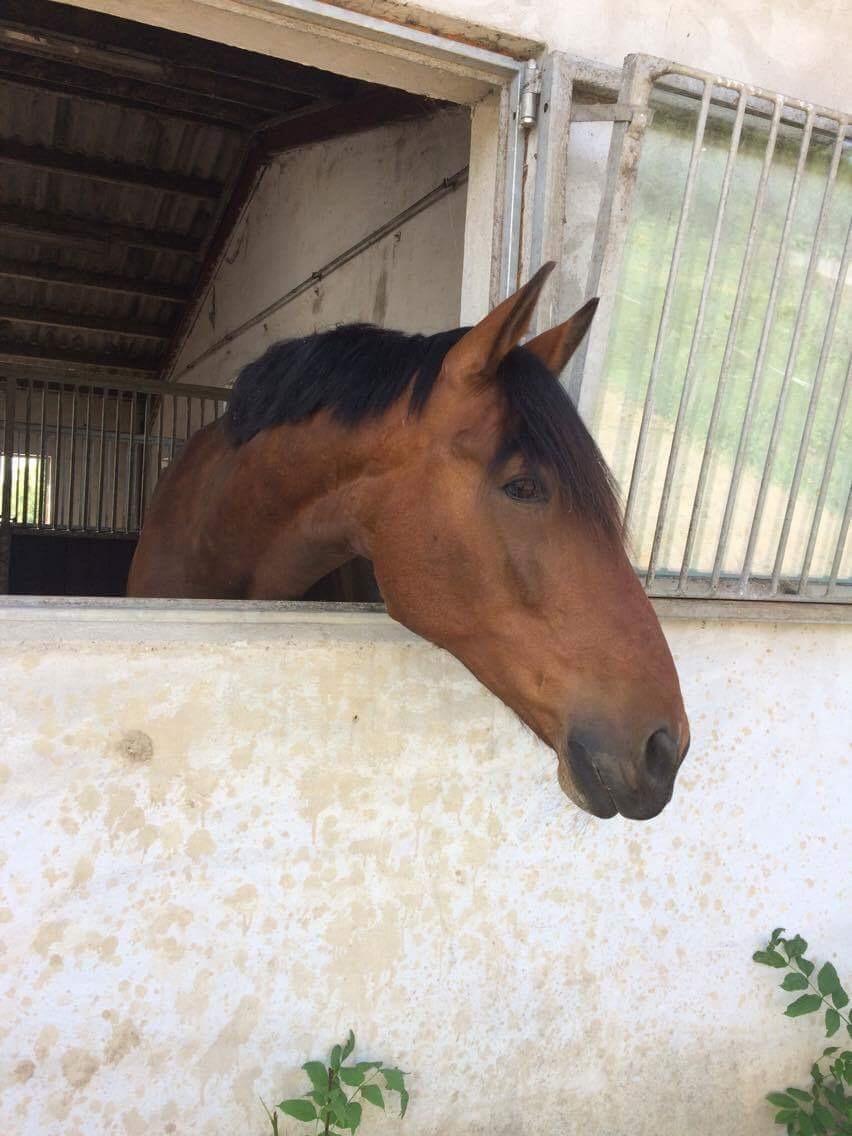 Anden særlig race Comino billede 8