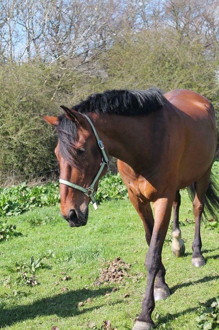 Anden særlig race Comino billede 7