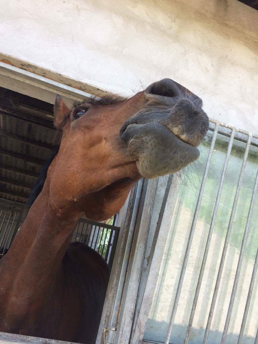 Anden særlig race Comino billede 9